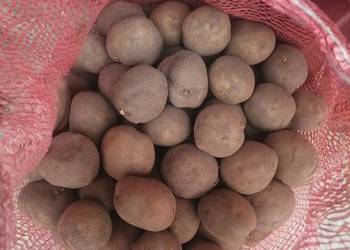 Ziemniaki sadzeniaki żółte Vineta