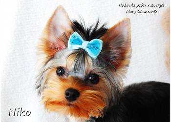 York Yorkshire Terrier Malutki Mini XS Piesek NIKO z Rodowodem i Wyprawką