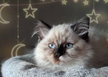 Kotka neva masquerade syberyjska szylkret