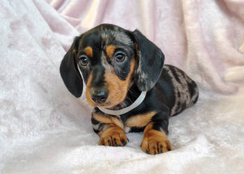 SUCZKA Jamnik krótkowłosy Merle podpalana Kraków