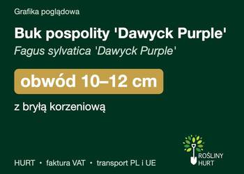 Buk pospolity 'Dawyck Purple' obwód 10-12 cm, z bryłą – HURT