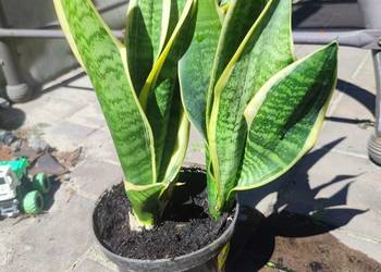 * Sanseveria *Języki teściowej*