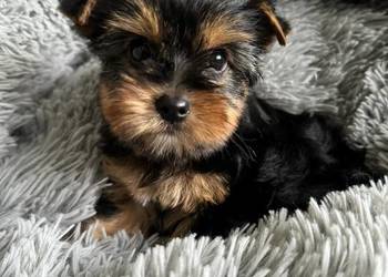 Mini Yorkshire Terrier Chłopiec Rodowód Chip Wyprawka