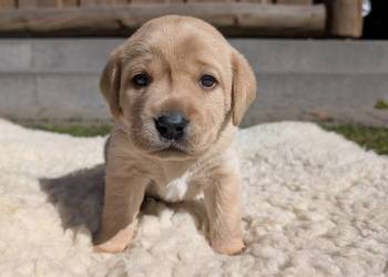 Labrador retriever
