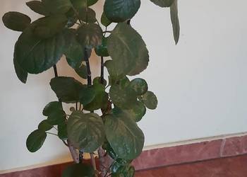 Roślina doniczkowa z rodzaju Polyscias,  odmiana 'Fabian', wyskość 65 cm