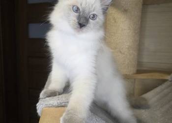Uroczy ragdoll kocurek FPL prawdziwy rodowód