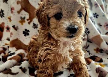 Maltipoo XXS po chiński pudel toy