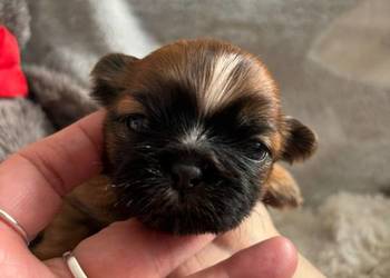 Shih-Tzu suczka odbiór w grudniu