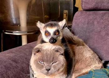 Oswojone Lemury Katta (łac. Lemur Catta) - piękne młode na butelce, hodowla Katowice