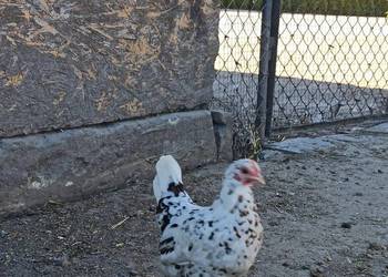 Jaja lęgowe liliputki