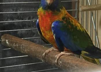 Łąkówki Wspaniałe