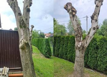 Pień orzecha włoskiego 2szt  drzewo na deski kłoda