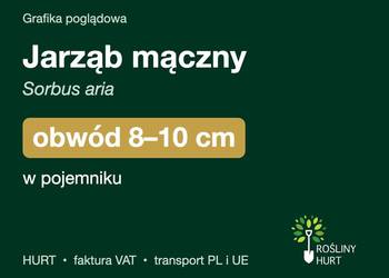Jarząb mączny (Sorbus aria) obwód 8-10 cm, w pojemniku – HURT