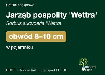 Jarząb pospolity 'Wettra' obwód 8-10 cm, w pojemniku – HURT