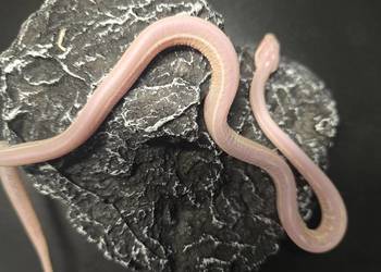 Wąż zbożowy, samica