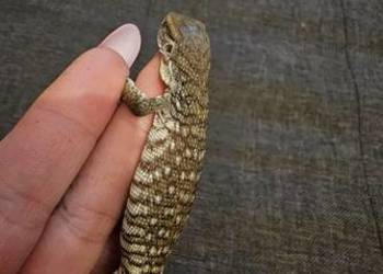 Waran stepowy maluchy