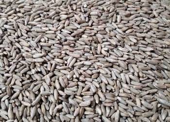 Żyto ozime ekologiczne Żyto ozime ekologiczne