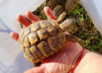 Zółw Grecki przepiękne Olsztyn wysyłka cała Polska  sa