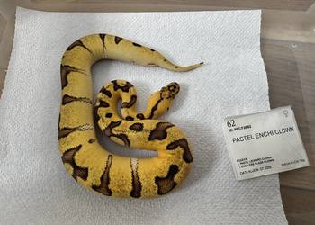 Python Regius królewski kolorki