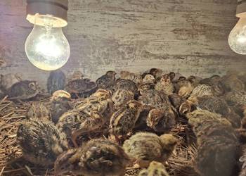 Sprzedam przepiórki japońskie dwutygodniowe