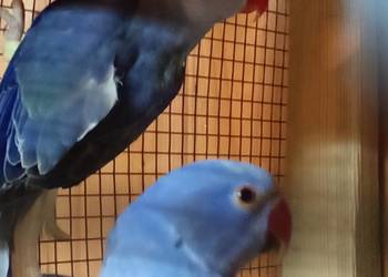 Aleksandretty 25r g.o