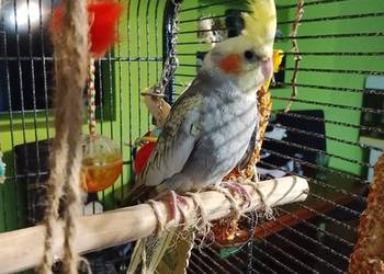 Papugi nimfy wraz z klatka