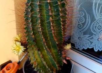 Kaktus ferocactus