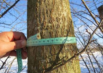 Grab, dąb, buk. Duże drzewo. Graby, dęby, buki. Duże drzewa. Nasadzenia.