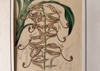 Antyczna rycina botaniczna staloryt XIX w Cycnoches maculata Benjamin Maund