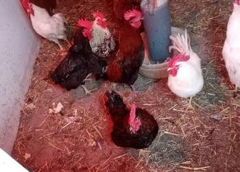 Koguty mix na wodzirejow