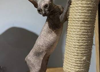 Kotka sfinks kanadyjski FPL legalna hodowla