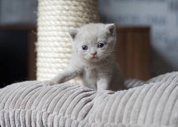 Brytyjski Krótkowłosy - Krótkowłosa Płowa - Tęczowy Agat - Miot M