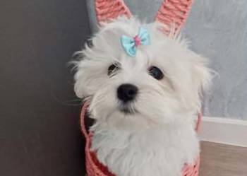 Maltańczyk  z rodowodem UCI