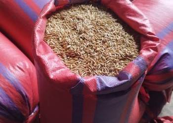 Owies , czysty, bez chwastów (Pellet)