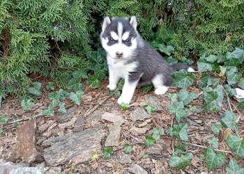 Siberian husky girl