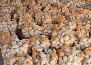 Sprzedam ziemniaki wielkosci sadzeniaka Soraya