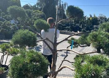 bonsai drzewa formowane  sosna 200cm