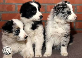 Border Collie coli - szczeniak Blue Merle tricolor (badania rodziców)