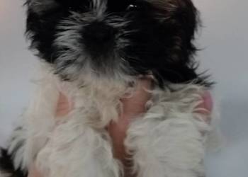 Shih TZU śliczna suczka trikolor