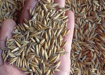 Owies żółty 2025 Owies żółty 2025