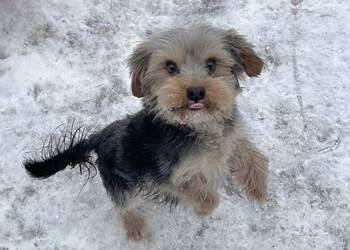 yorkshire terrier - pies