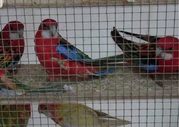 Rozela Czarnogłowa, Królewska, Aleksandretta Różowopierśna Rozela Czarnogłowa, Królewska, Aleksandretta Różowopierśna