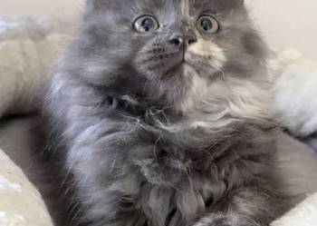 Maine Coon - kocięta !