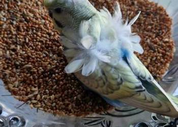 Papugi faliste helikoptery 2f