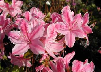 Azalia Japońska miniaturka ogrodowa