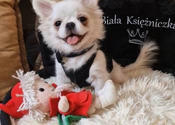 Chihuahua przepiękny biały chłopiec