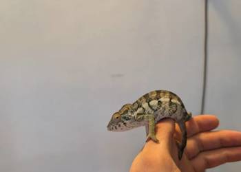 Kameleon lamparci samiczka nosy flay