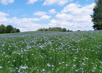 Len oleisty ekologiczny na siew