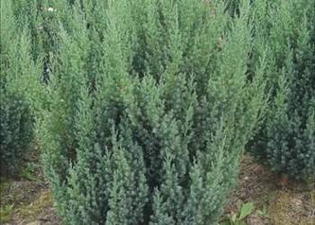 Jałowiec Chiński Stricta, kopany z gruntu, 120cm, dowóz, Olszana Iglaki