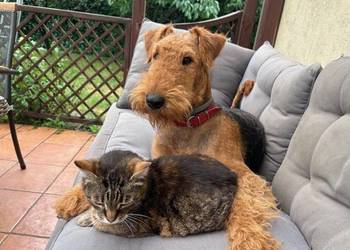 Airedale terrier szczenięta ZKwP (FCI)